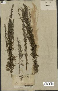 spécimen de Artemisia caerulescens