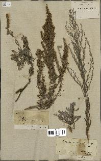 spécimen de Artemisia caerulescens