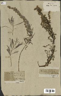 spécimen de Artemisia caerulescens