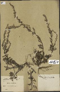 spécimen de Artemisia caerulescens