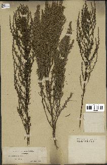 spécimen de Artemisia caerulescens