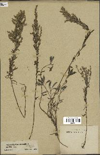 spécimen de Artemisia caerulescens