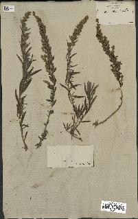 spécimen de Artemisia caerulescens