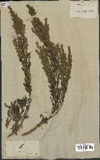 spécimen de Artemisia caerulescens