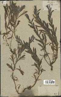 spécimen de Artemisia caerulescens