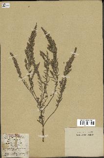 spécimen de Artemisia caerulescens