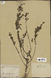 spécimen de Artemisia caerulescens