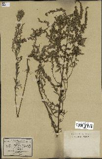 spécimen de Artemisia caerulescens