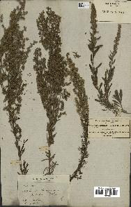 spécimen de Artemisia caerulescens