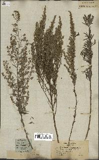 spécimen de Artemisia caerulescens