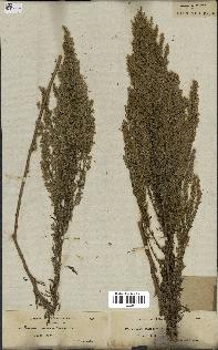 spécimen de Artemisia caerulescens