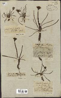 spécimen de Taraxacum palustre