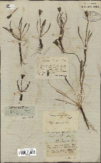 spécimen de Taraxacum palustre