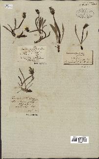 spécimen de Taraxacum palustre