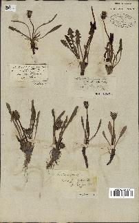 spécimen de Taraxacum palustre