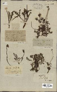 spécimen de Taraxacum officinale