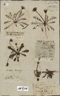 spécimen de Taraxacum officinale