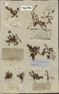 spécimen de Taraxacum officinale