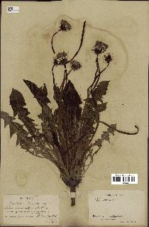 spécimen de Taraxacum officinale