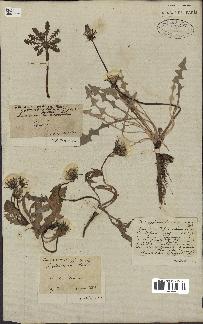 spécimen de Taraxacum officinale