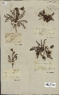 spécimen de Taraxacum officinale