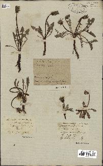 spécimen de Taraxacum officinale