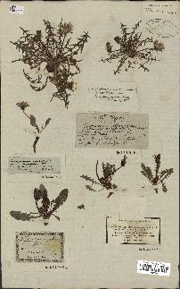 spécimen de Taraxacum officinale