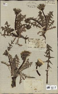 spécimen de Taraxacum officinale