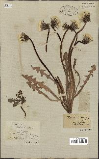 spécimen de Taraxacum officinale