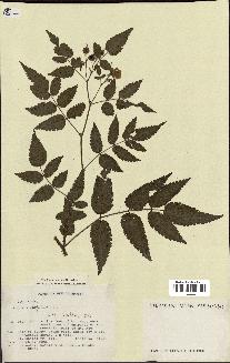 spécimen de Rubus rosaefolius