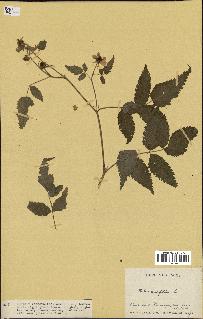 spécimen de Rubus rosaefolius