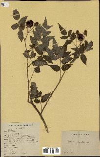 spécimen de Rubus rosaefolius