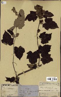 spécimen de Rubus moluccanus