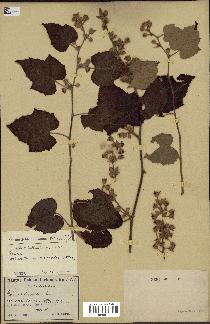 spécimen de Rubus moluccanus