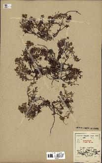 spécimen de Saxifraga aizoides