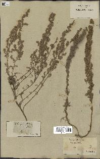 spécimen de Artemisia austriaca