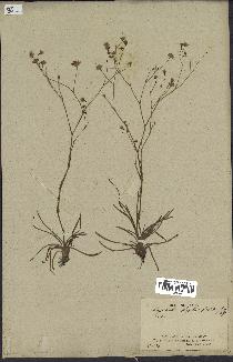 spécimen de Pamphalea bupleurifolia