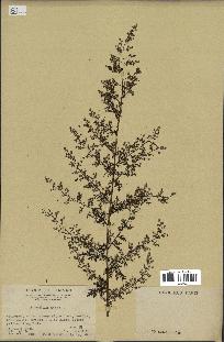 spécimen de Artemisia annua