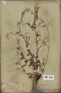 spécimen de Artemisia annua