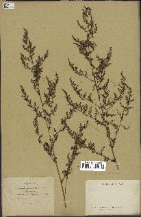 spécimen de Artemisia annua