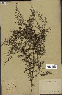 spécimen de Artemisia annua