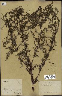 spécimen de Artemisia annua