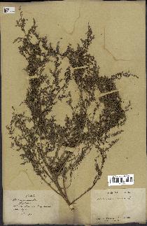 spécimen de Artemisia annua