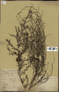 spécimen de Artemisia annua