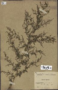 spécimen de Artemisia annua