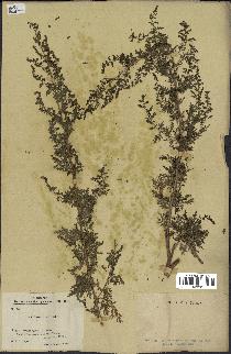 spécimen de Artemisia annua