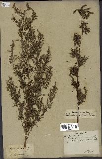 spécimen de Artemisia annua