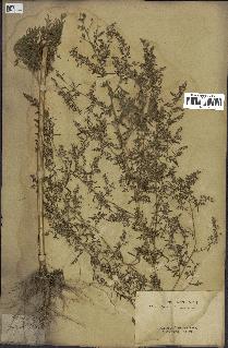 spécimen de Artemisia annua