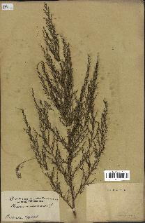 spécimen de Artemisia annua