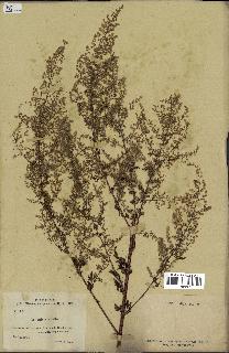 spécimen de Artemisia annua